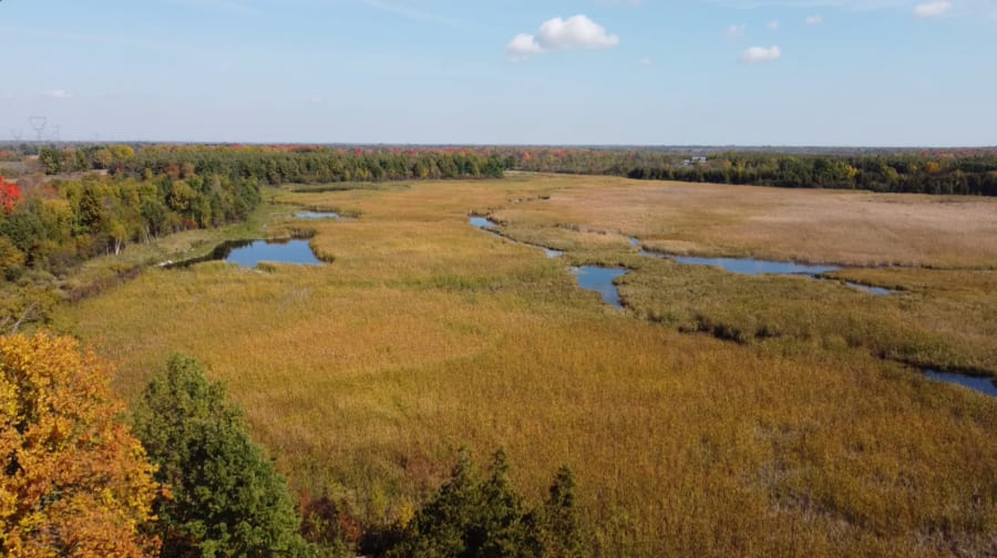 aerial view of wetlands