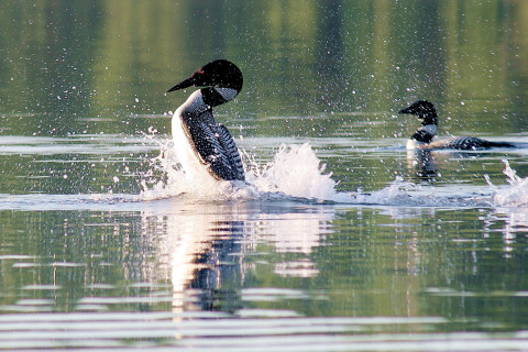 Loons on Big Rideau Lake.