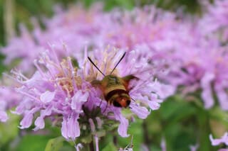 wildflower with hummingbird moth