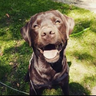 chocolate labrador