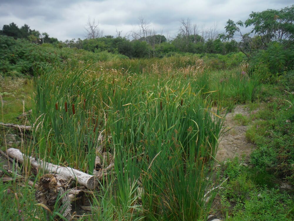 Remic Rapids Wetland Creation Project 