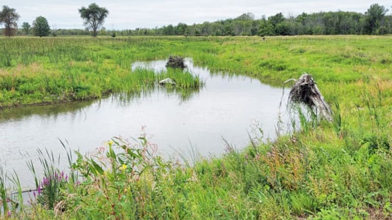 stillwater wetland