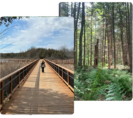 board walk and forests