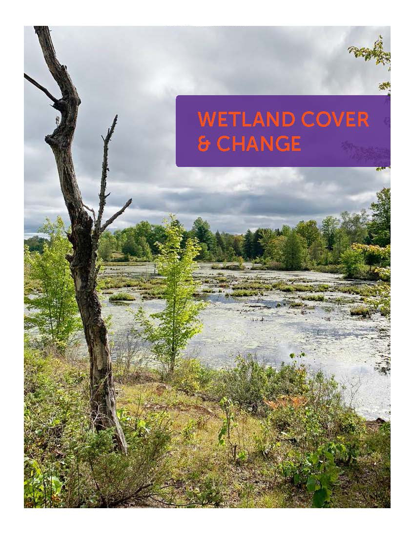 A tree stands on the edge of a green wetland