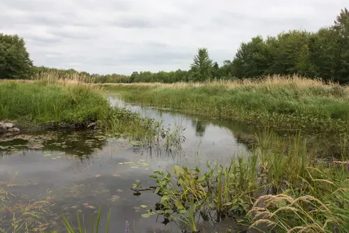 Open water runs through a restored wetland at perth wildlife reserve