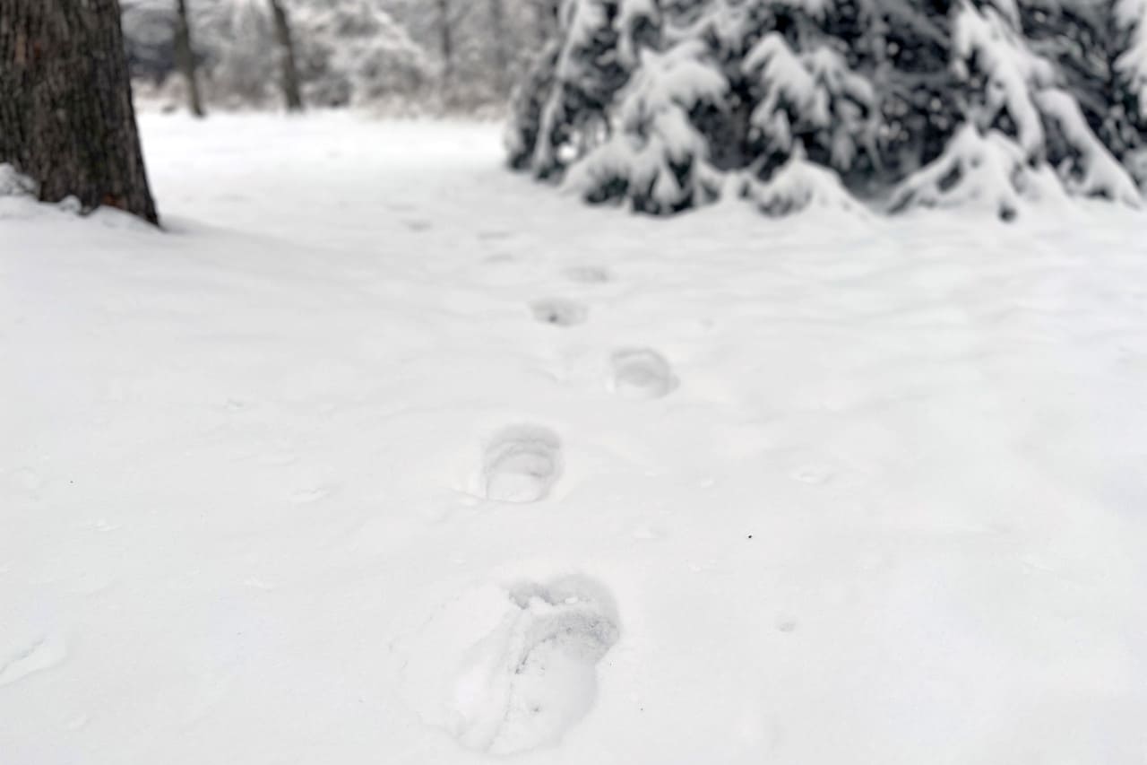 footsteps in the snow