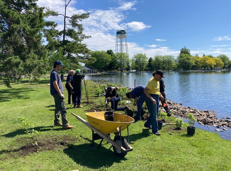 planting new plants along shoreline