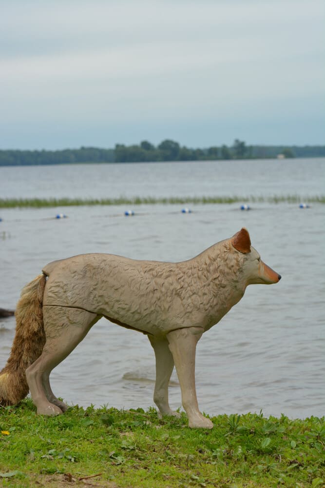 coyote decoy