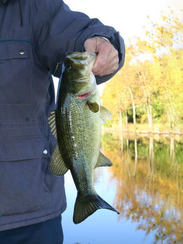 person holding a small mouth bass